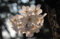 桜2012−5