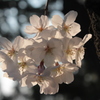 桜2012−5