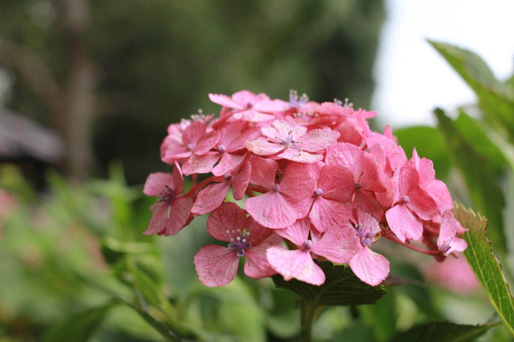 京の紫陽花