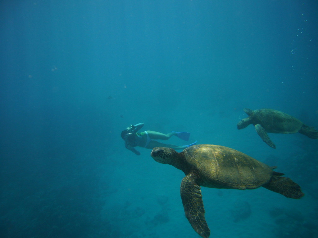 HAWAII 2011 Honu