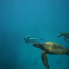 HAWAII 2011 Honu