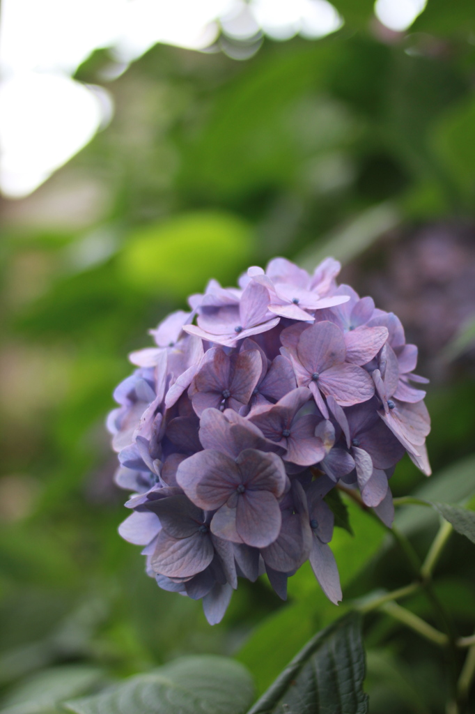 京の紫陽花