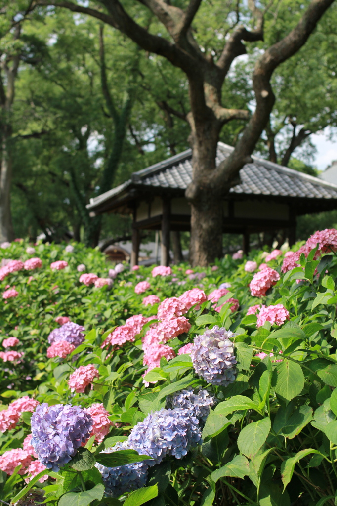 京の紫陽花