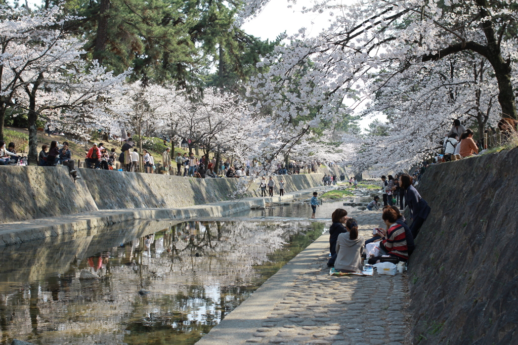 桜2012−2