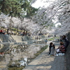 桜2012−2