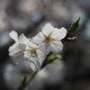 桜2012