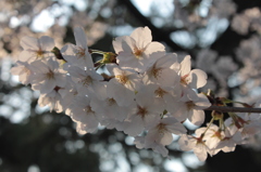 桜2012−6