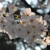 桜2012−6