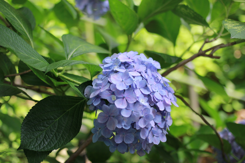 京の紫陽花