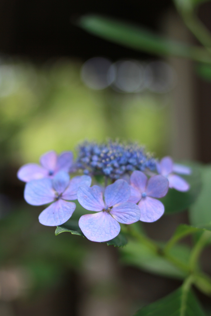 京の紫陽花