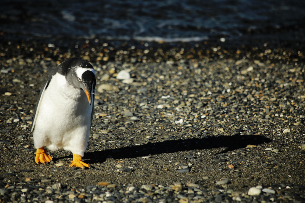 ペンギン