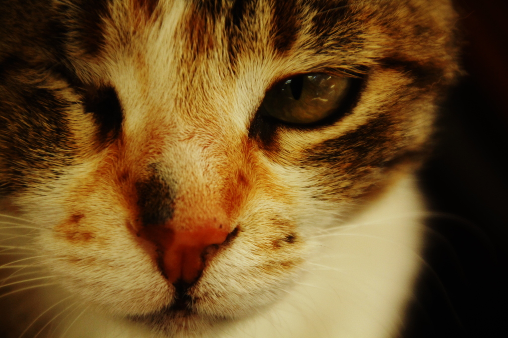 ねこ