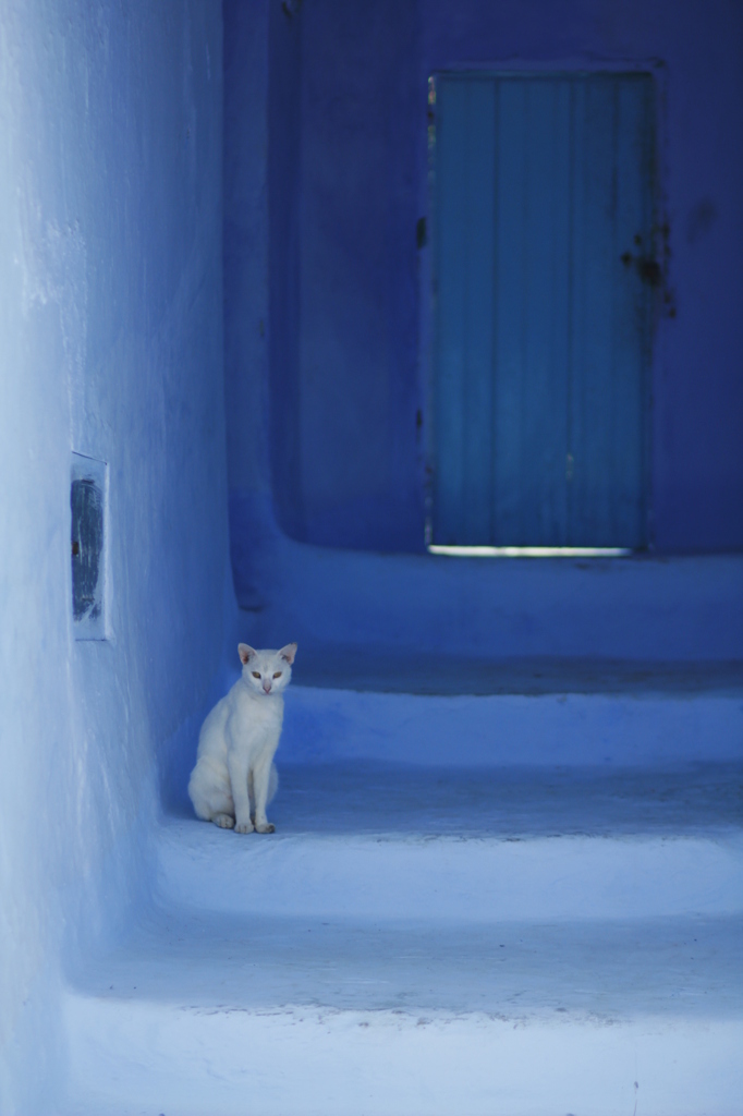 ねこ