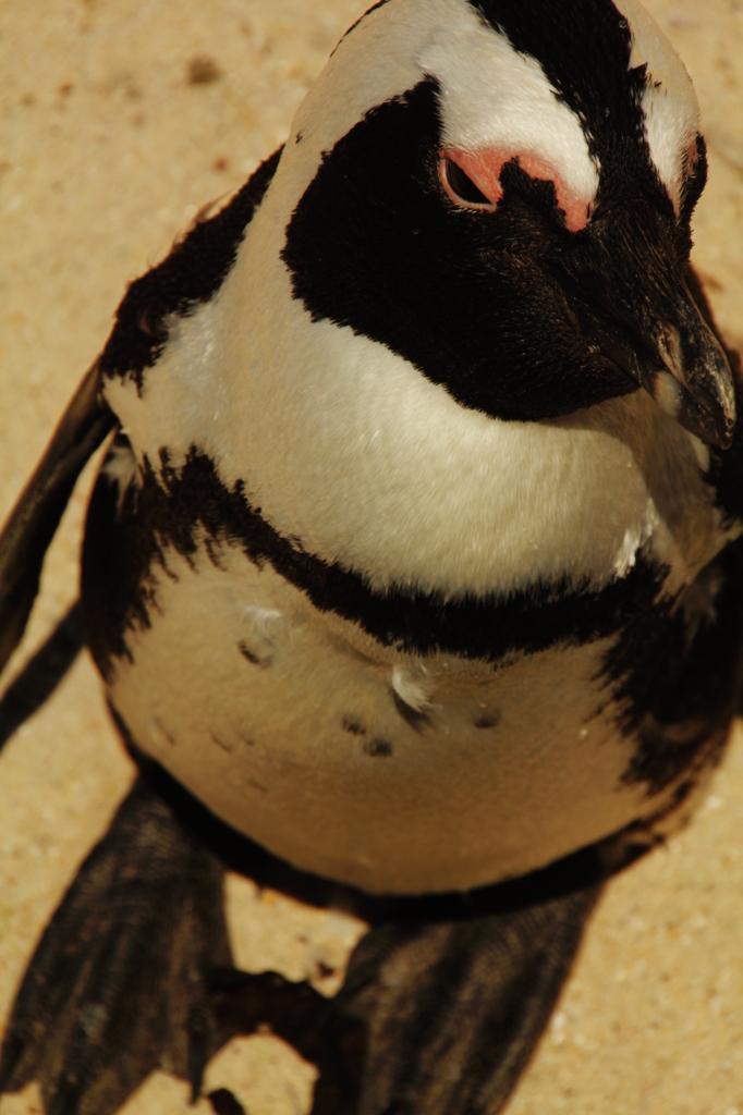 ペンギン