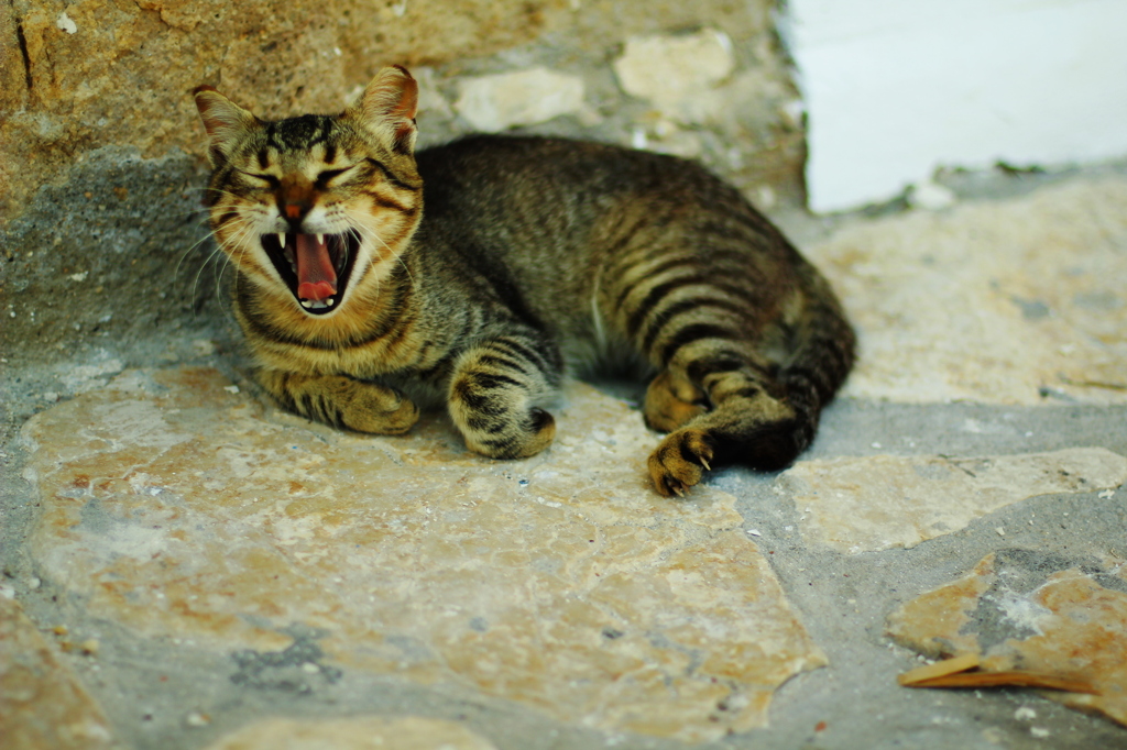 ねこ