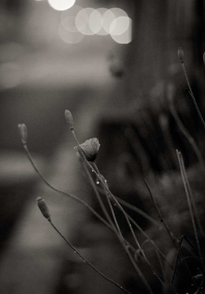 夜と朝の隙間に咲く（monochrome)