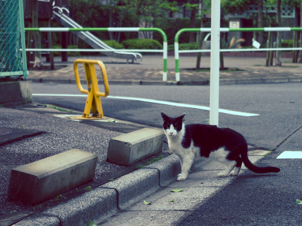 野良ネコ