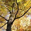MY COLOR