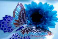 butterfly blue