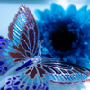 butterfly blue