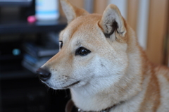 新しい家族