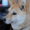 新しい家族