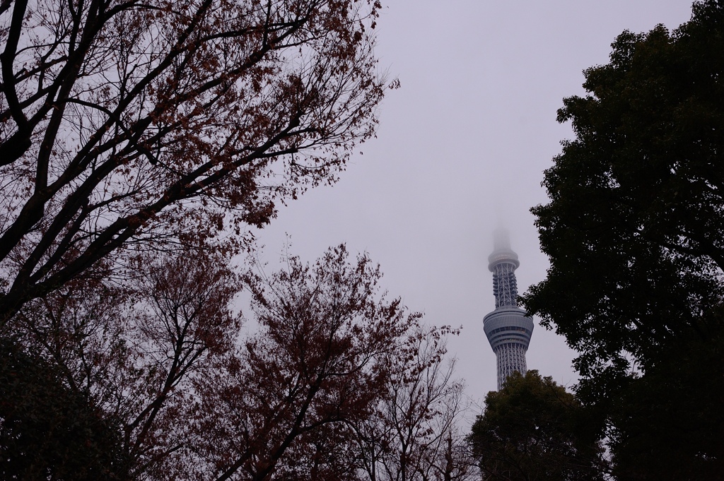 tree, tower, and cloudy sky