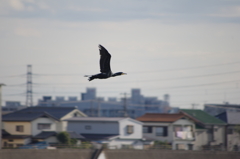 自由の翼