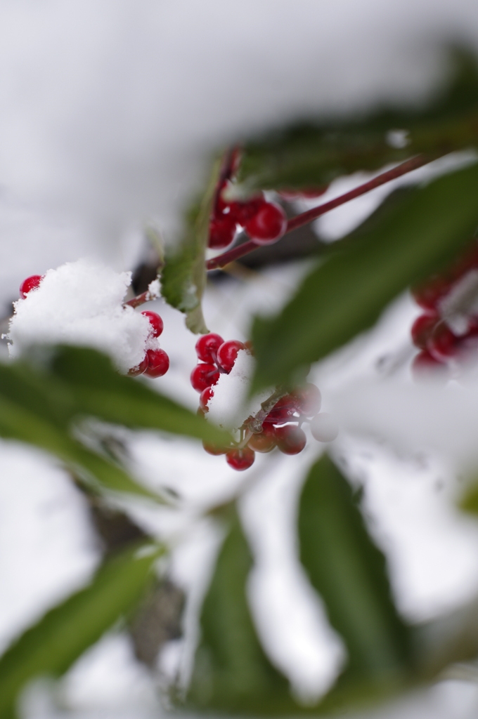 葉の間から赤い実