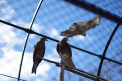 保護された猛禽類