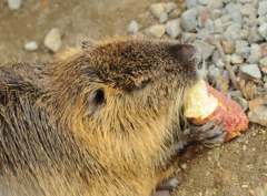 食事中
