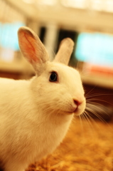 うさぴょん