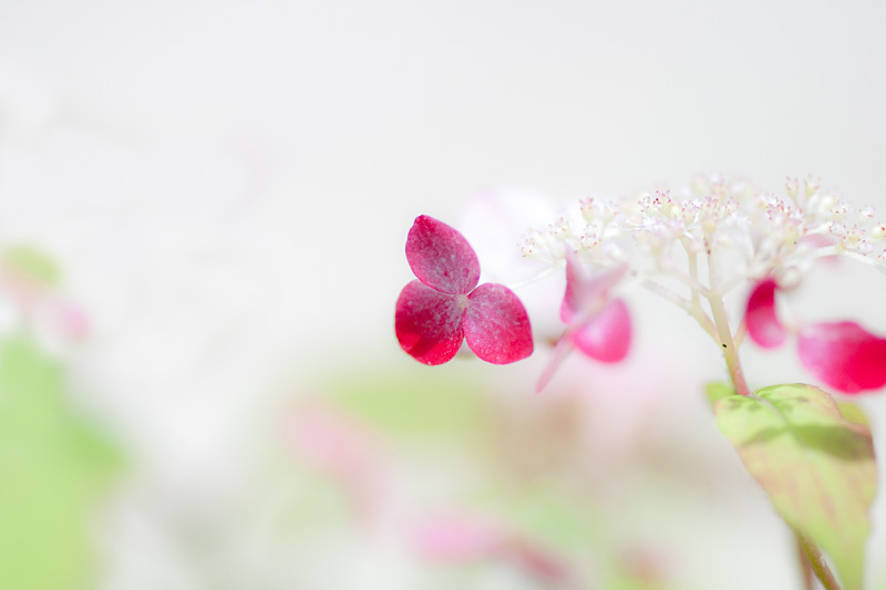 べに