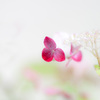 べに