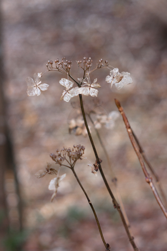 冬の紫陽花
