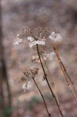 冬の紫陽花