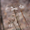 冬の紫陽花