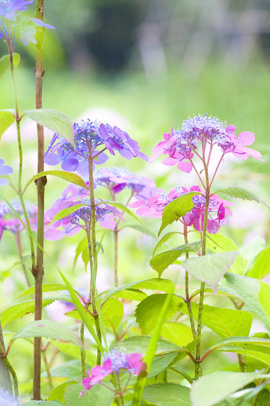 南原寺の山紫陽花