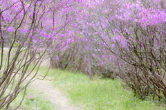 江汐公園の春 ２００８