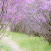 江汐公園の春 ２００８