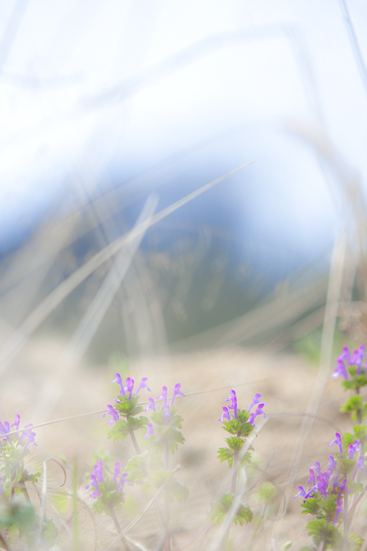 おとぎの国の小さな花