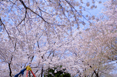公園の桜 ２００８
