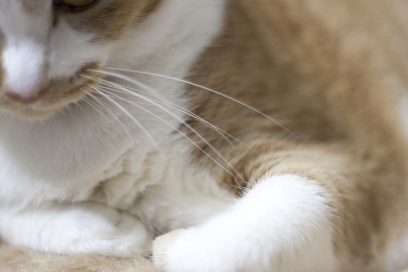 Takumar 55mm F1.8 試し撮り５