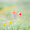 お花畑４