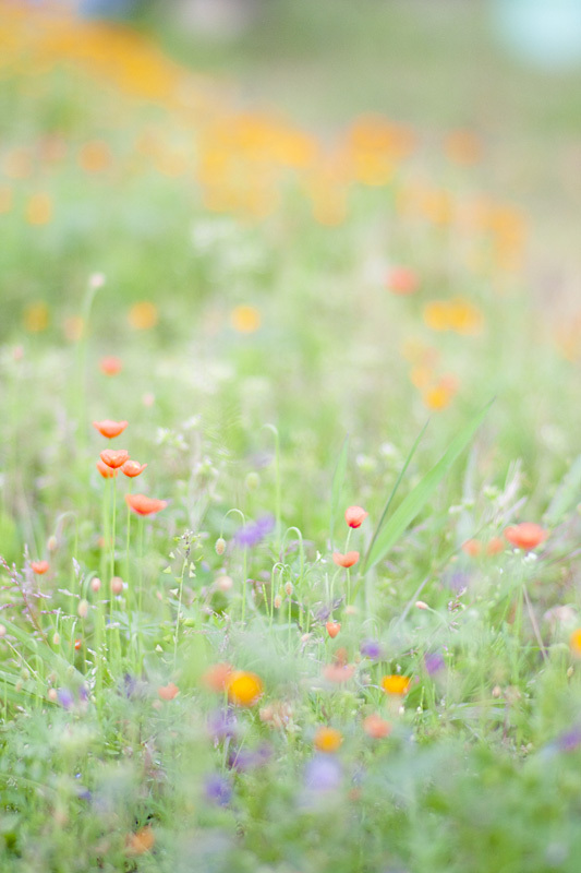 お花畑１