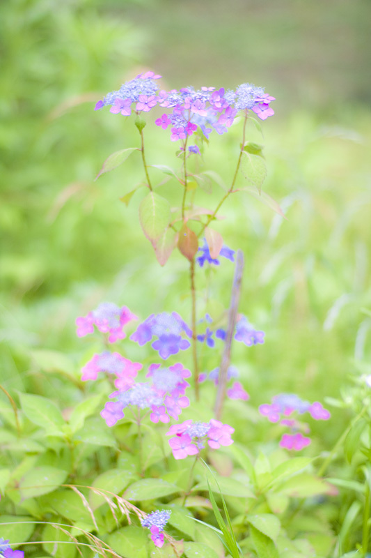 ノッポの紫陽花