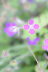 花野