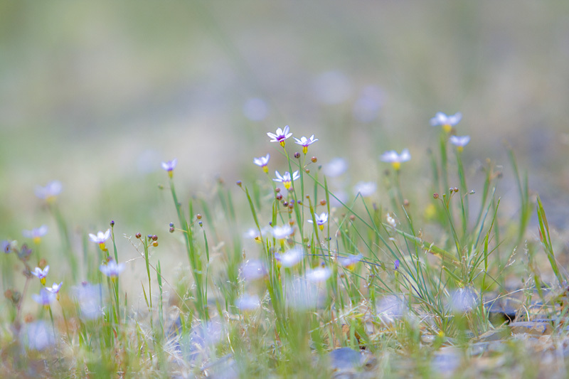 小さな花