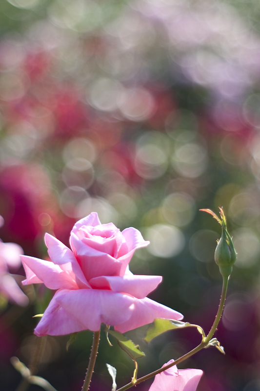 Takumar 55mm F1.8 試し撮り４
