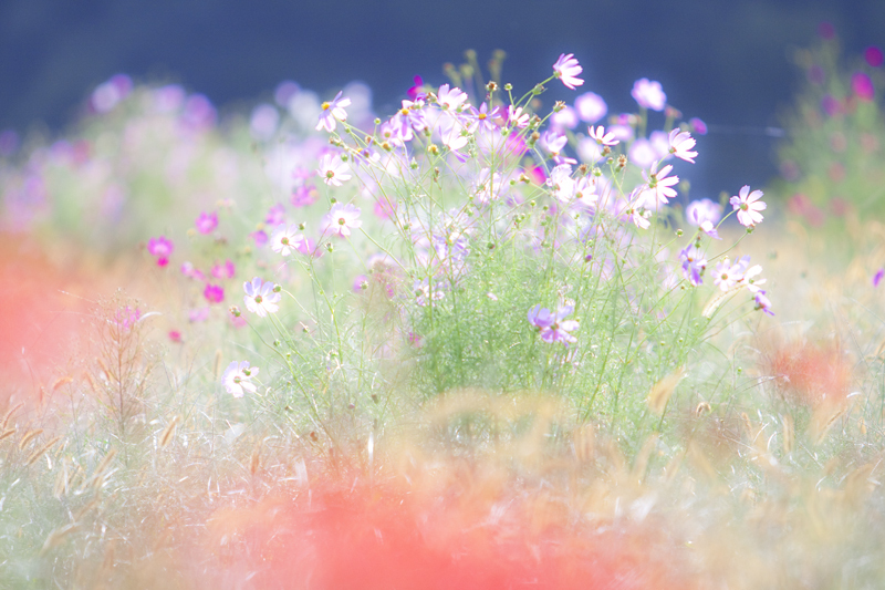 花野